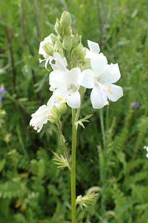 Polemonium caeruleum \ Blaue Himmelsleiter, Sperrkraut / Jacob's Ladder, Greek Valerian, D Sundern 14.6.2019