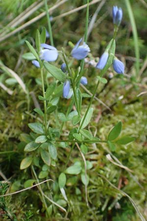 Polygala amarella ? \ Sumpf-Kreuzblume, Sumpf-Kreuzbl�mchen / Dwarf Milkwort, D Rosenthal 15.6.2019