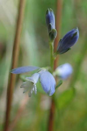 Polygala amarella ? \ Sumpf-Kreuzblume, Sumpf-Kreuzbl�mchen / Dwarf Milkwort, D Rosenthal 15.6.2019