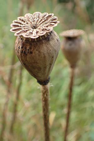 Papaver setiferum \ Falscher Orient-Mohn / False Oriental Poppy, D Hitzelrode 28.7.2019