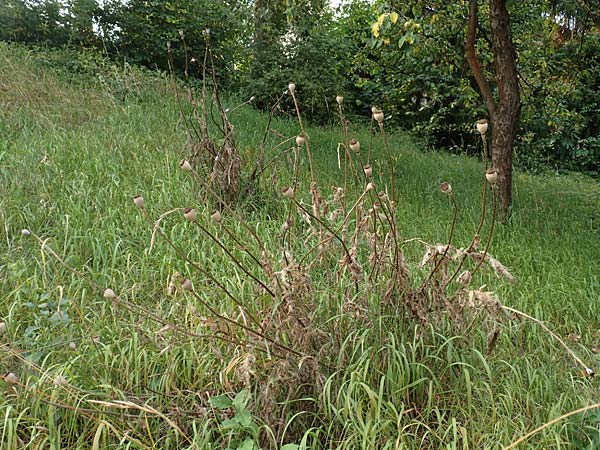 Papaver setiferum \ Falscher Orient-Mohn / False Oriental Poppy, D Hitzelrode 28.7.2019