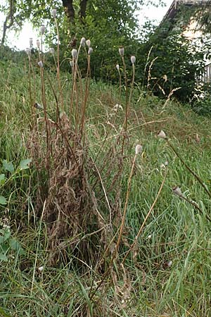 Papaver setiferum \ Falscher Orient-Mohn / False Oriental Poppy, D Hitzelrode 28.7.2019