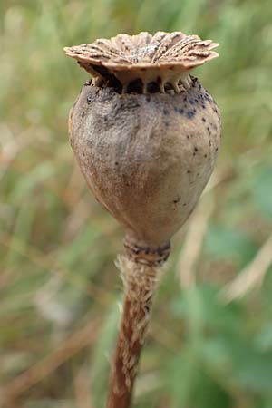 Papaver setiferum \ Falscher Orient-Mohn / False Oriental Poppy, D Hitzelrode 28.7.2019