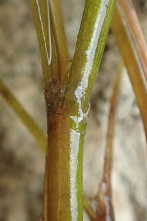 Potamogeton pectinatus \ Kamm-Laichkraut / Fennel Pontweed, D Gro&szlig;-Gerau 5.10.2019