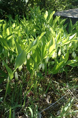 Polygonatum odoratum \ Salomonssiegel, Duftende Wei�wurz / Angular Solomon's Seal, D Gr&uuml;nstadt-Asselheim 26.4.2020