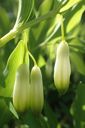 Polygonatum odoratum \ Salomonssiegel, Duftende Wei�wurz / Angular Solomon's Seal, D Gr&uuml;nstadt-Asselheim 26.4.2020