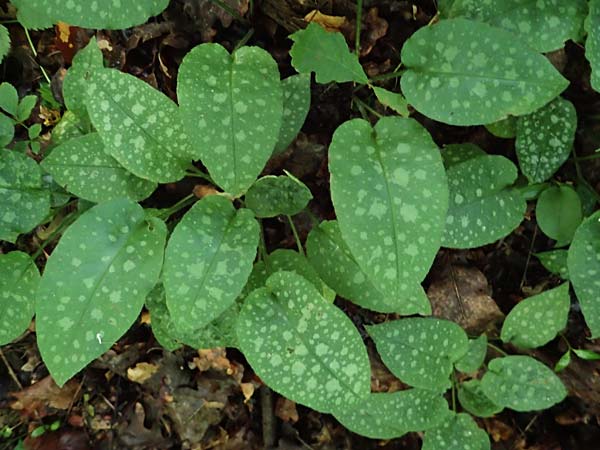 Pulmonaria officinalis \ Echtes Lungenkraut / Lungwort, D Neumarkt (Oberpfalz) 2.7.2021