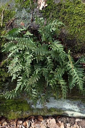 Polypodium vulgare \ Gew�hnlicher T�pfelfarn / Polypody, D St. Martin an der Weinstra&szlig;e 23.2.2022