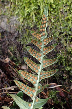 Polypodium vulgare \ Gew�hnlicher T�pfelfarn / Polypody, D St. Martin an der Weinstra&szlig;e 23.2.2022