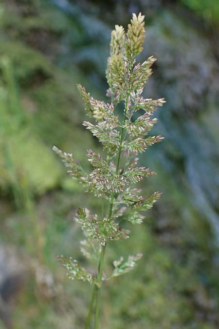 Poa compressa \ Flaches Rispengras, Plattes Rispengras / Flattened Meadow Grass, D Hatzenport 19.6.2022