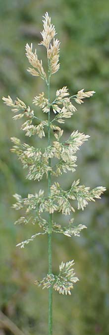 Poa compressa \ Flaches Rispengras, Plattes Rispengras / Flattened Meadow Grass, D Hatzenport 19.6.2022