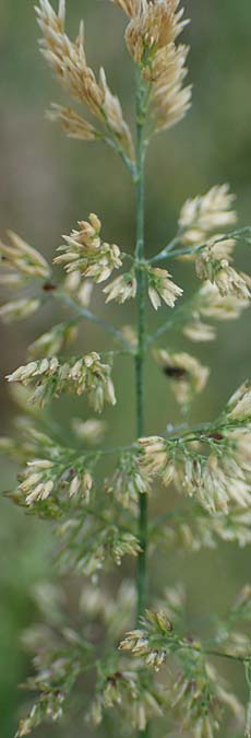 Poa compressa \ Flaches Rispengras, Plattes Rispengras / Flattened Meadow Grass, D Hatzenport 19.6.2022