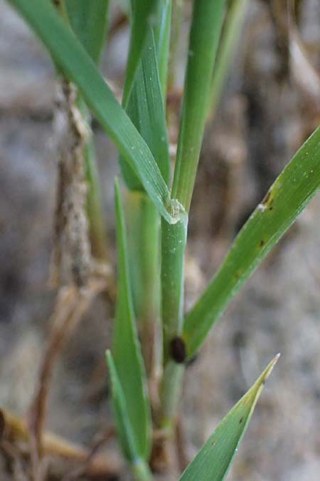 Poa compressa \ Flaches Rispengras, Plattes Rispengras / Flattened Meadow Grass, D Hatzenport 19.6.2022