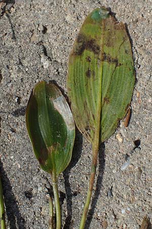 Potamogeton nodosus \ Flutendes Laichkraut / Loddon Pontweed, D Mannheim 24.8.2022