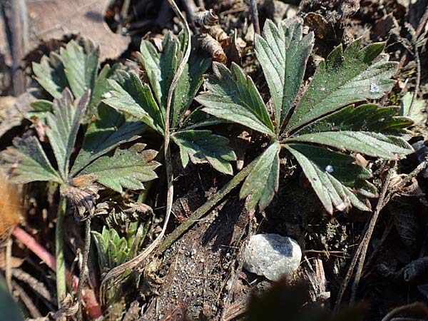 Potentilla collina s.l. \ H&uuml;gel-Fingerkraut / Palmleaf Cinquefoil, D Mannheim 21.2.2023