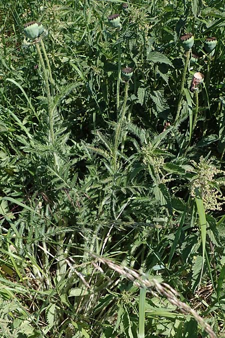 Papaver setiferum \ Falscher Orient-Mohn / False Oriental Poppy, D Th&uuml;ringen, Hemleben 12.6.2023