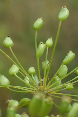 Peucedanum officinale \ Arznei-Haarstrang / Hog's Fennel, D Pfalz,  Dannstadt 20.7.2023
