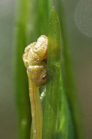 Potamogeton berchtoldii \ Berchtolds Zwerg-Laichkraut / Small Pontweed, D Mannheim 29.8.2024
