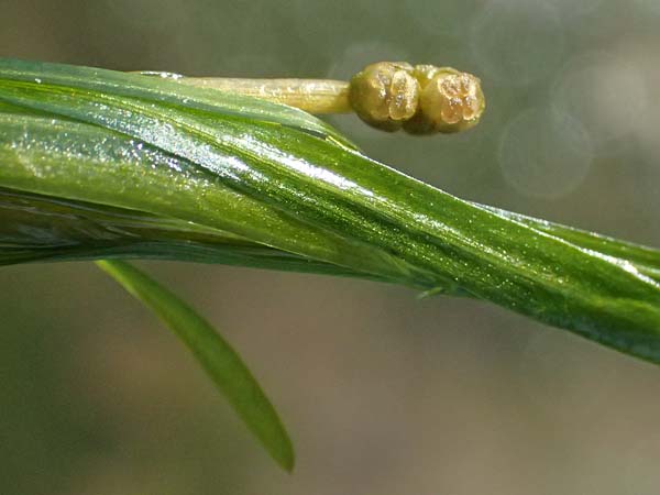 Potamogeton berchtoldii \ Berchtolds Zwerg-Laichkraut / Small Pontweed, D Mannheim 29.8.2024