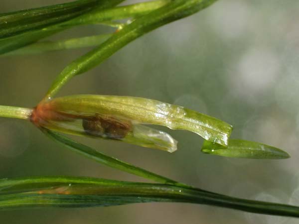 Potamogeton berchtoldii \ Berchtolds Zwerg-Laichkraut / Small Pontweed, D Mannheim 29.8.2024