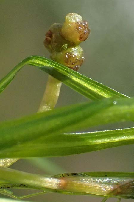 Potamogeton berchtoldii \ Berchtolds Zwerg-Laichkraut / Small Pontweed, D Mannheim 29.8.2024