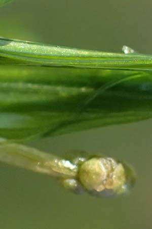 Potamogeton berchtoldii \ Berchtolds Zwerg-Laichkraut / Small Pontweed, D Mannheim 29.8.2024