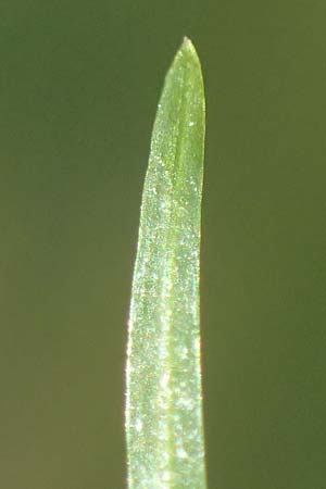 Potamogeton berchtoldii \ Berchtolds Zwerg-Laichkraut / Small Pontweed, D Mannheim 29.8.2024