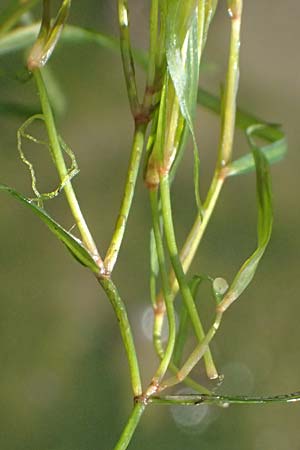 Potamogeton berchtoldii \ Berchtolds Zwerg-Laichkraut / Small Pontweed, D Mannheim 29.8.2024