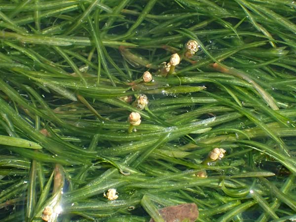 Potamogeton berchtoldii \ Berchtolds Zwerg-Laichkraut / Small Pontweed, D Mannheim 29.8.2024