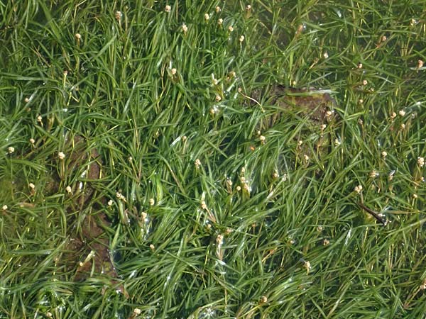 Potamogeton berchtoldii \ Berchtolds Zwerg-Laichkraut / Small Pontweed, D Mannheim 29.8.2024