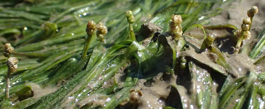 Potamogeton berchtoldii \ Berchtolds Zwerg-Laichkraut / Small Pontweed, D Mannheim 29.8.2024