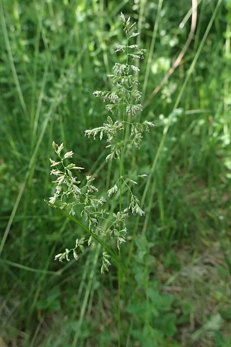 Poa pratensis \ Wiesen-Rispengras, Wiesenrispe / Smooth Meadow Grass, Kentucky Blue Grass, D G&uuml;nzburg 24.5.2025