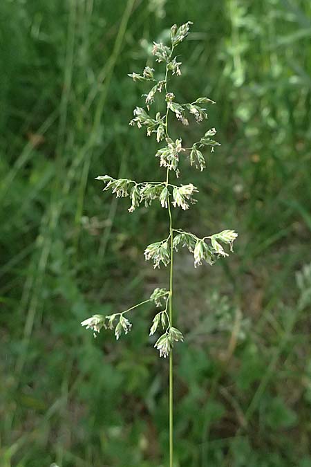 Poa pratensis \ Wiesen-Rispengras, Wiesenrispe / Smooth Meadow Grass, Kentucky Blue Grass, D G&uuml;nzburg 24.5.2025