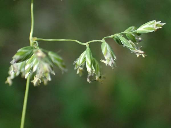 Poa pratensis \ Wiesen-Rispengras, Wiesenrispe / Smooth Meadow Grass, Kentucky Blue Grass, D G&uuml;nzburg 24.5.2025