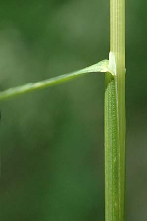 Poa pratensis \ Wiesen-Rispengras, Wiesenrispe / Smooth Meadow Grass, Kentucky Blue Grass, D G&uuml;nzburg 24.5.2025