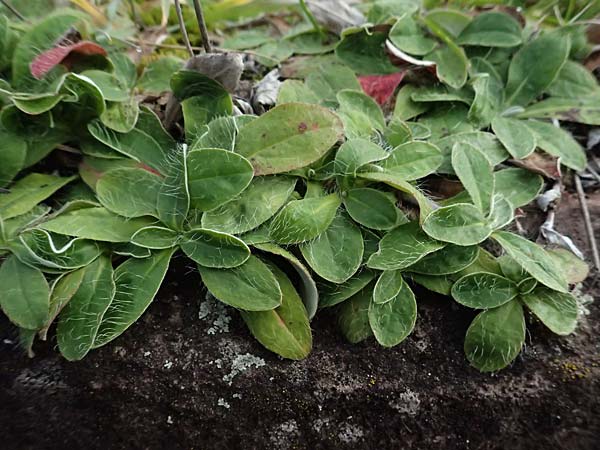 Hieracium pilosella \ Mausohr-Habichtskraut, Kleines Habichtskraut / Mouse-Ear Hawkweed, D Schwarzwald/Black-Forest, Baiersbronn 18.10.2025