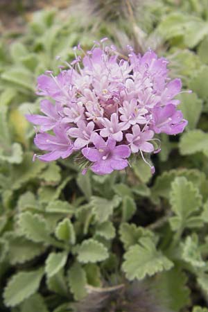 Pterocephalus pinardi \ Pinards Fl�gelkopf / Pinard's Scabious, D Botan. Gar.  Universit.  Mainz 11.7.2009