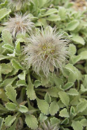 Pterocephalus pinardi \ Pinards Fl�gelkopf / Pinard's Scabious, D Botan. Gar.  Universit.  Mainz 11.7.2009