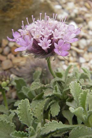 Pterocephalus pinardi \ Pinards Fl�gelkopf / Pinard's Scabious, D Botan. Gar.  Universit.  Mainz 11.7.2009