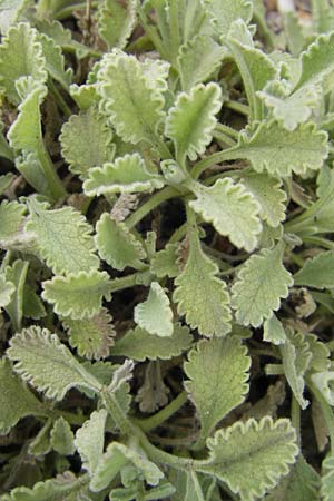 Pterocephalus pinardi \ Pinards Fl�gelkopf / Pinard's Scabious, D Botan. Gar.  Universit.  Mainz 11.7.2009