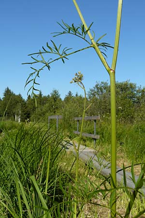 Peucedanum palustre \ Sumpf-Haarstrang / Marsh Hog's Parsley, Milk Parsley, D Leutkirch 10.7.2015