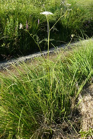 Peucedanum palustre \ Sumpf-Haarstrang / Marsh Hog's Parsley, Milk Parsley, D Leutkirch 10.7.2015