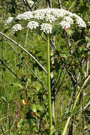 Peucedanum palustre \ Sumpf-Haarstrang / Marsh Hog's Parsley, Milk Parsley, D Leutkirch 10.7.2015