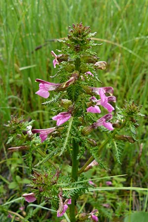 Pedicularis palustris \ Sumpf-L�usekraut / Marsh Lousewort, D Pfronten 9.6.2016