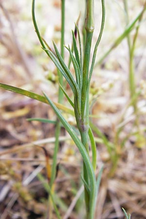 Petrorhagia prolifera \ Sprossende Felsennelke, Sprossendes Nelkenk&ouml;pfchen / Proliferous Pink, D Bad M&uuml;nster am Stein - Niederhausen 6.6.2015
