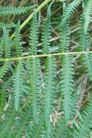 Pteridium pinetorum \ Kiefernwald-Adlerfarn, N&ouml;rdlicher Adlerfarn / Pinewood Bracken, D Allensbach 11.7.2015