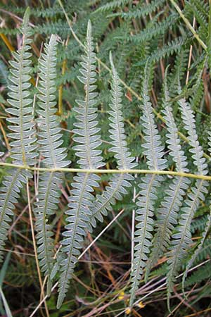 Pteridium pinetorum \ Kiefernwald-Adlerfarn, N&ouml;rdlicher Adlerfarn / Pinewood Bracken, D Allensbach 11.7.2015