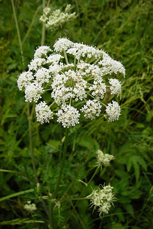 Peucedanum palustre \ Sumpf-Haarstrang / Marsh Hog's Parsley, Milk Parsley, D Grettstadt 18.7.2015