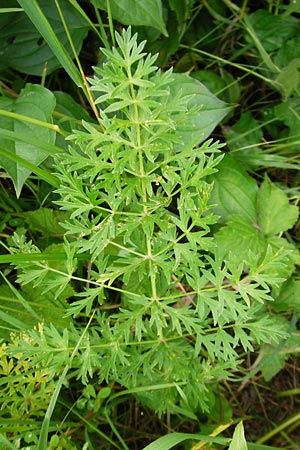 Peucedanum palustre \ Sumpf-Haarstrang / Marsh Hog's Parsley, Milk Parsley, D Grettstadt 18.7.2015