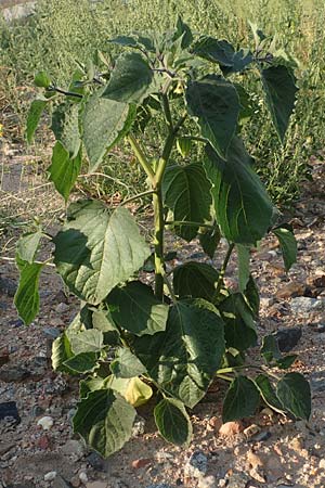 Physalis peruviana \ Kap-Stachelbeere, Andenbeere / Cape Gooseberry, D Mannheim 9.9.2015
